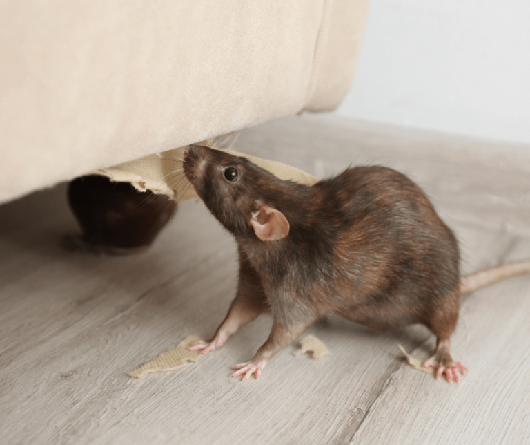 Rodent Control Services in Los Angeles